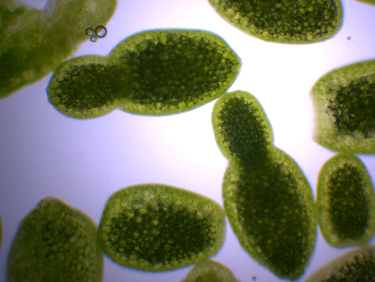 Wolffia globosa duckweed