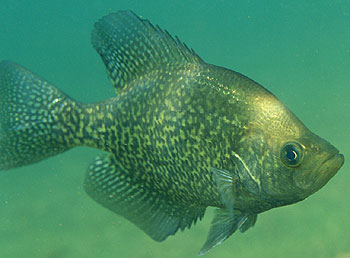 An image of a Crappie Fish