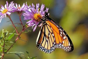 Urgent Actions to Conserve the Monarch Butterfly