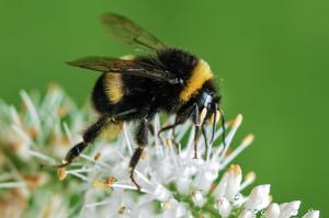 bee-killing insecticide sulfoxaflor