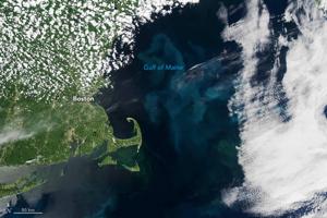 Gulf of Maine showing blooming phytoplankton