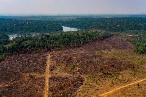 Deforestation of the Amazon Rainforest