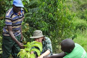Rainforest tree photosynthesis and drought studies in Rwanda