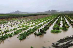 Croplands damaged by floods