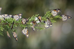 Dormant Monarch Butterflies