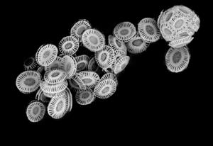  coccoliths 