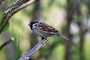 Forest Bird Population Declines